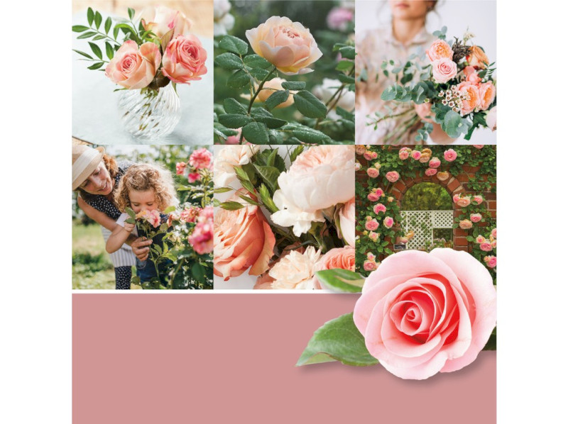 40853_FRESH CUT ROSES_1 - KOPIE (3)